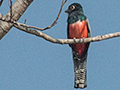 Blue-crowned Trogon, Cuiab River, Porto Jofre, Brazil