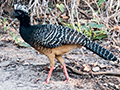 Bare-faced Curassow, Rio Negro Oxbow, Porto Jofre, Brazil