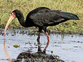 Bare-faced Ibis, Piuval Lodge, Brazil