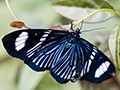 Butterflies 1, Parque Nacional do Iguau, Brazil