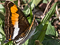 Butterfllies 2, Parque Nacional do Iguau, Brazil