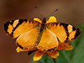 Argentine Butterflies, Iguaz National Park, Argentina