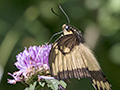 Butterflies, Iguaz National Park, Argentina