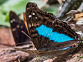 Argentine Butterflies, Parque Provincial Urugua-, Argentina