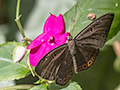 Brazilian Butterfly, Ubatuba, Brazil