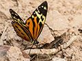 Butterflies, Hotel Pantanal Norte, Porto Jofre, Brazil