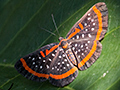 Brazilian Butterfly, Pousada Jardim da Amazonia, Brazil