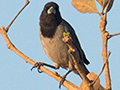 Black-faced Tanager, gua Fria Dirt Road, Brazil