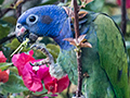 Blue-headed Parrot, Pousada Jardim da Amazonia, Brazil