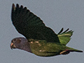 Blue-headed Parrot, Near Pousada Jardim da Amazonia, Brazil