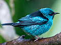 Blue Dacnis, Hotel do Ype,  Parque Nacional do Itatiaia, Brazil