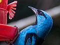 Blue Dacnis, Jardin de los Picaflores, Puerto Iguaz, Argentina