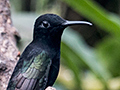 Black Jacobin, Jardin de los Picaflores, Puerto Iguaz, Argentina