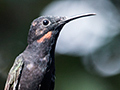 Immature Black Jacobin, Jardin de los Picaflores, Puerto Iguaz, Argentina