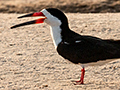 Black Skimmer, Cuiab River, Porto Jofre, Brazil