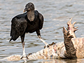 Black Vulture Eating Dead Caiman, Cuiab River, Porto Jofre, Brazil