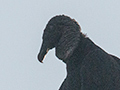 Black Vulture, Piuval Lodge, Brazil