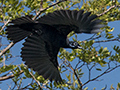 Bare-necked Fruitcrow, Pousada Jardim da Amazonia, Brazil