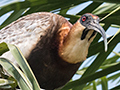 Buff-necked Ibis, Hotel Pantanal Norte, Porto Jofre, Brazil