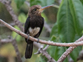 Brown Jacamar, Pousada Currupira das Araras, Brazil