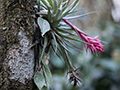 Bromeliad, Parque Nacional do Itatiaia, Brazil