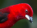 Brazilian Tanager, Hotel do Ype,  Parque Nacional do Itatiaia, Brazil