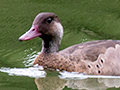 Brazilian Teal en route So Paulo to Hotel do Ype, Parque Nacional do Itatiaia, Brazil