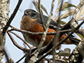 Buff-throated Warbling-Finch, Hotel do Ype, Itatiaia NP, Brazil