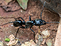 Bullet Ant, Iguaz National Park, Argentina