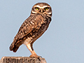 Burrowing Owl, Pousada Jardim da Amazonia, Brazil