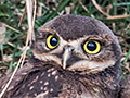 Burrowing Owl, Caraguatatuba, Brazil