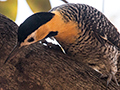 Campo Flicker, Piuval Lodge, Brazil