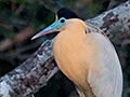 Capped Heron, Rio Negro Oxbow, Porto Jofre, Brazil