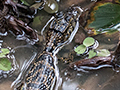 Immature Spectacled (Common) Caiman, Pixiam River, Brazil