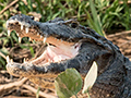 Spectacled Caiman, Cuiab River, Porto Jofre, Brazil