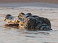 Spectacled Caiman, Cuiab River, Porto Jofre, Brazil