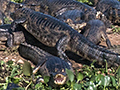 Spectacled Caiman (Commmon Caiman), Transpantaneira Highway, Brazil