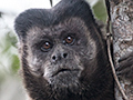 Cappuchin Monkey, Parque Nacional do Itatiaia, Brazil