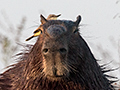 Capybara, Cuiab River, Porto Jofre, Brazil