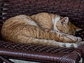 Cat Nap, Pousada Currupira das Araras, Brazil