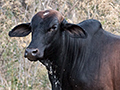 Beef on the Hoof, Pousada Currupira das Araras, Brazil