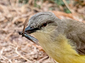 Cattle Tyrant, Piuval Lodge, Brazil