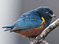 Chestnut-bellied Euphonia, Hotel do Ype,  Parque Nacional do Itatiaia, Brazil