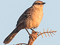 Chalk-browed Mockingbird, gua Fria Dirt Road, Brazil