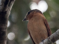 Chestnut-crowned Becard, Iguaz National Park, Argentina