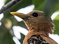 Cream-colored Woodpecker, Hotel Pantanal Norte, Porto Jofre, Brazil