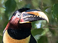 Chestnut-eared Aracari, Rest Stop, Transpantaneira Highway, Brazil