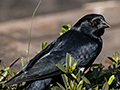 Chopi Blackbird, Piuval Lodge, Brazil