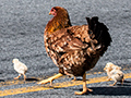 Chickens Near the Hotel So Gotardo, Itatiaia NP, Brazil