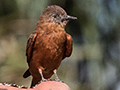 Cliff Flycatcher (Swallow Flycatcher), Parque Nacional do Itatiaia, Brazil